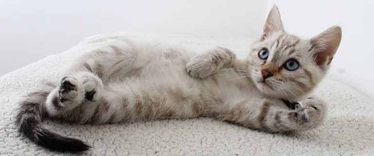 If you're looking for beautiful Latin names for cats, take a peek at our list! We rounded up 100 lovely ideas for males & females!