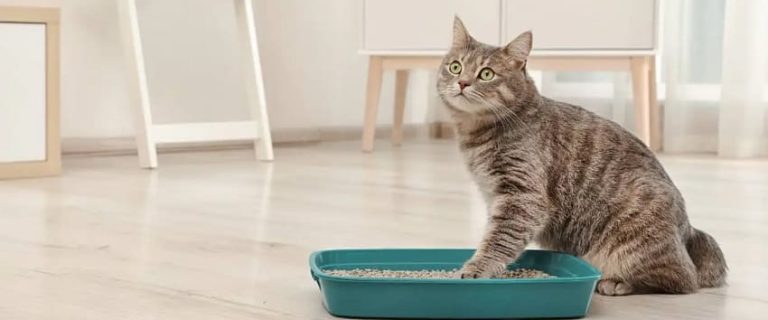 7 Litter Box Hacks You Need to Know About