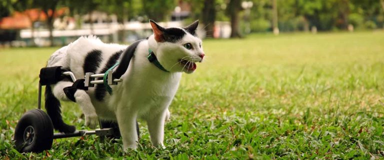What is the best litter box for handicapped cats? Take a look at our guide to choosing plus our top recommendations!