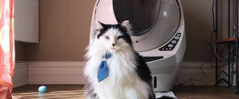 Litter-Robot 3 Connect vs Open Air: What is The Difference?