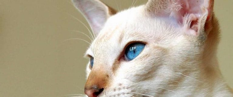 How to Litter Train a Kitten Successfully: 5 Proven Methods