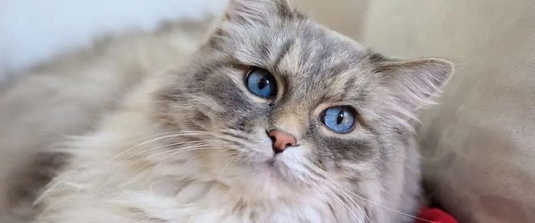 12 Long-Haired Cat Breeds: Beauty and Personality in One