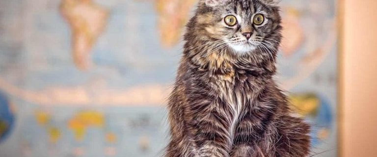 100 Gorgeous Geography Cat Names for Males & Females