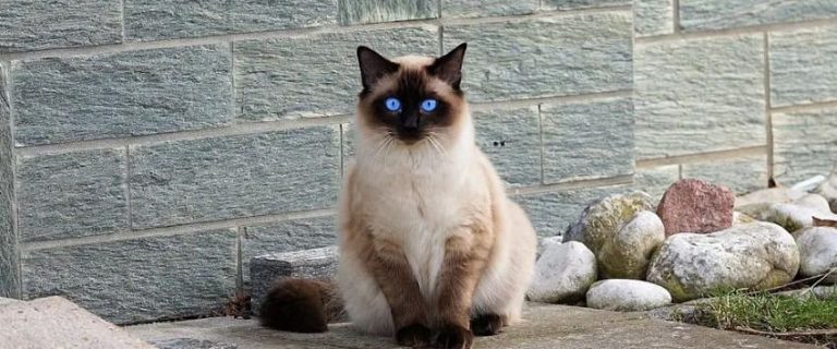 19 Longest Living Cat Breeds for Lifelong Companionship