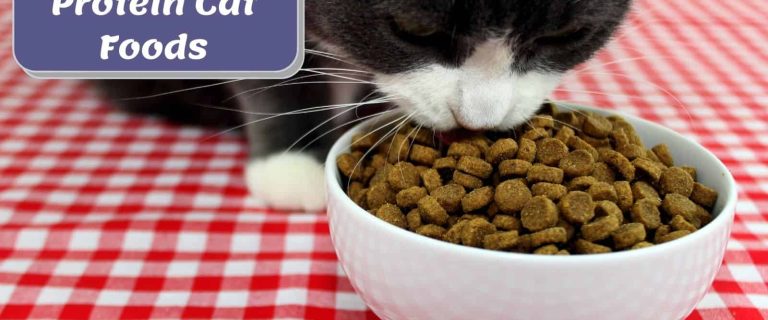 senior cat eating low protein cat food