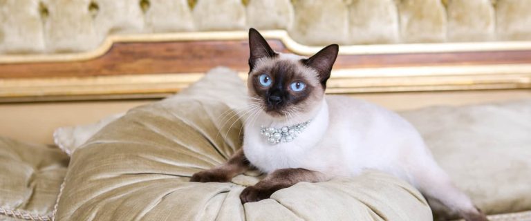 If glitz and glamor are your thing, you'll love these luxury cat names! Check them out and find your kitty's totally posh moniker!