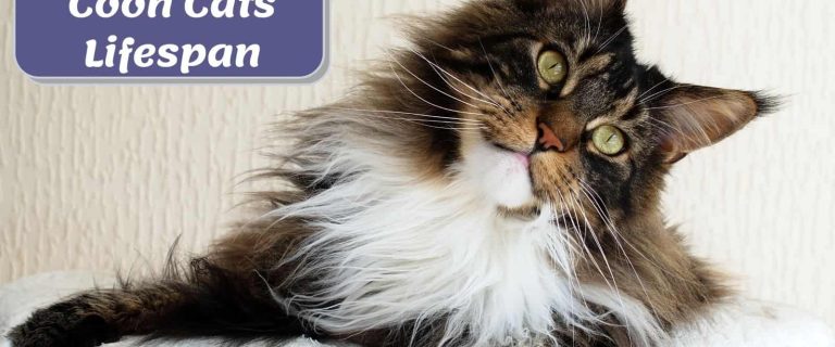 Maine coon posing beside "Maine coon lifespan" text