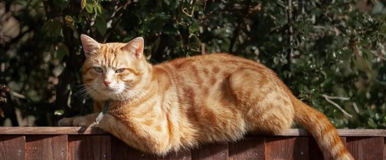 Do Male Cats Go Into Heat? Reproductive Cycle of Toms