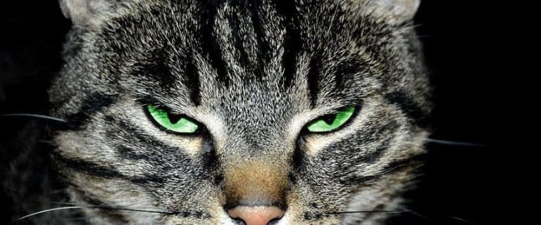 How Far Can A Male Cat Smell A Female In Heat? Find Out Now