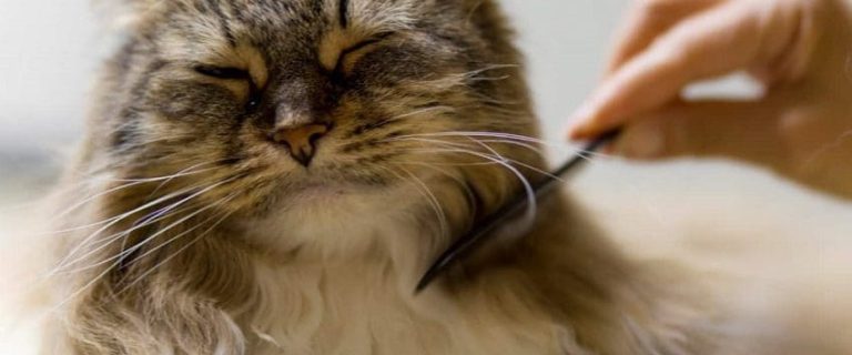 Matted Cat Hair Rescue: How to Deal with Tangles and Knots