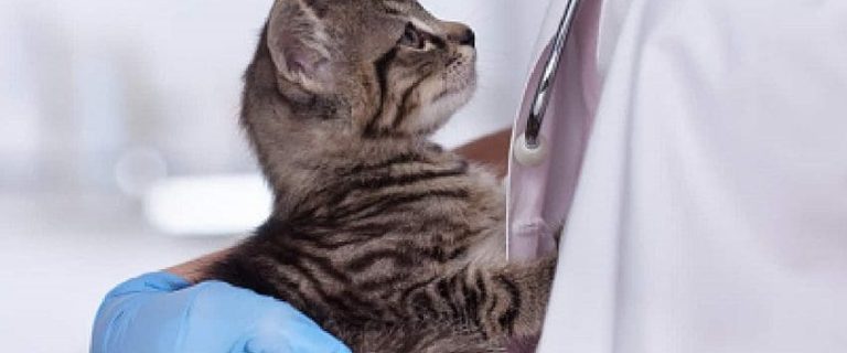 100 Outstanding Medical Names for Your Cat