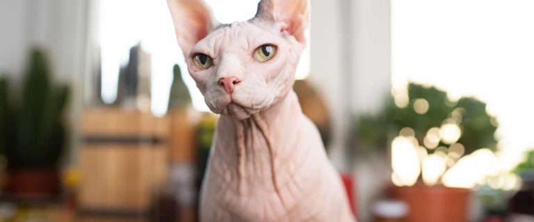 Have you ever heard about the Mexican cat breed, also known as Mexican Hairless cat? No? You’re not alone! Read on about this rare kitty!
