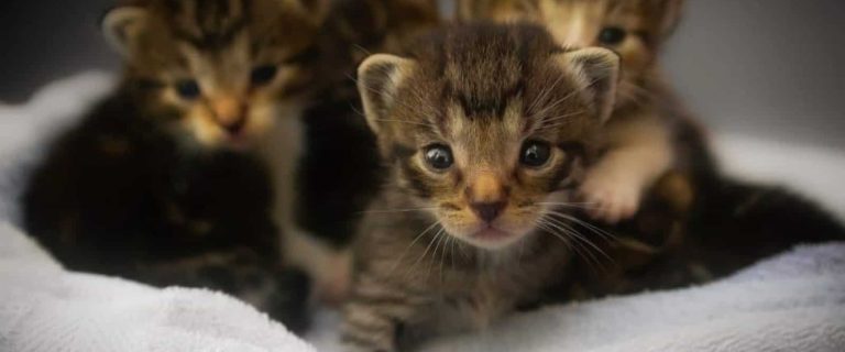 4 little cute tiger kittens with mexican names