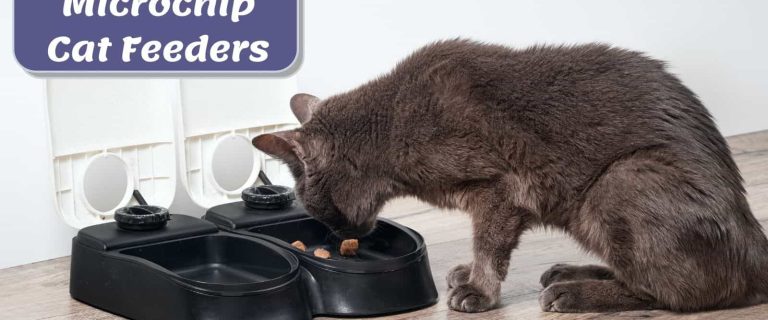 3 Best Microchip Cat Feeders for Your Felines Reviewed