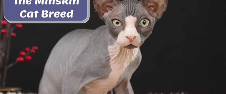 Minskin cat sitting on the fluffy bed