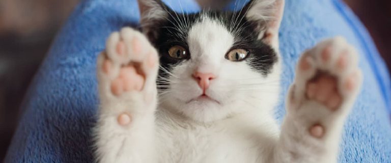If miracle cat names is what you're looking for, then this is the place to be! We have 110 ideas for your new feline friend. Take a look!