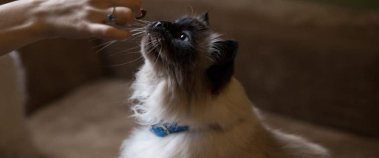 himalayan cat breed