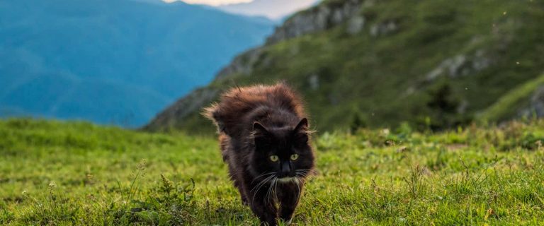 If you're looking for a cool list of mountain cat names for your new kitten, then this is the place to be! Check out 100 ideas that we adore!