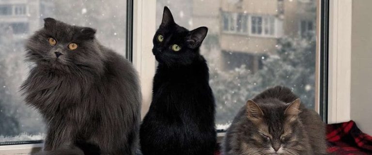Moving with Multiple Cats: Proven Strategies to Help You