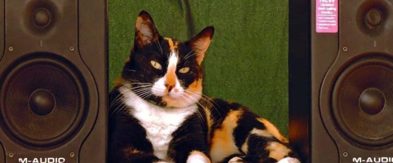 100 Sensational Music Cat Names for Your Furry Companion
