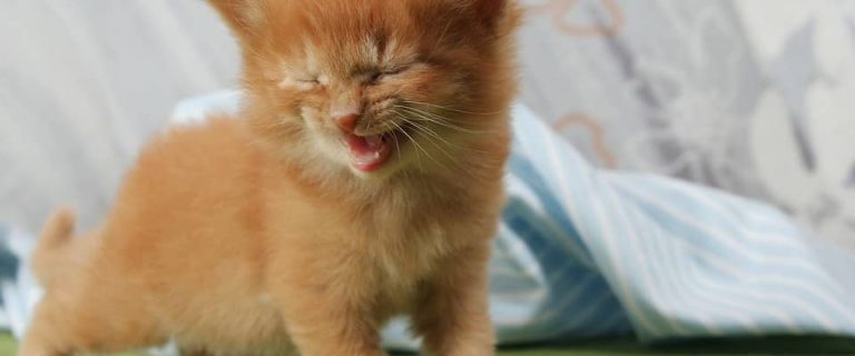 Why is Your Cat Meowing at Night? Reasons And Solutions