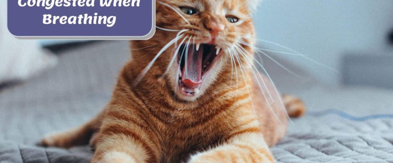 orange cat yawning beside "why my cat sounds congested when breathing" poster