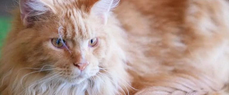 Big Cat Names That Capture The Spirit of Your Fierce Feline