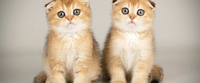 Looking for some cute names for Scottish fold cats? Wait until you see what I came up with! Check out 100 ideas, with 50 each for boy and girl kittens.