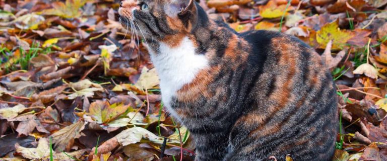 nature-inspired cat surrounded by colorful leaves