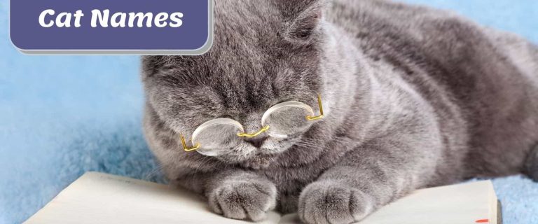 The Best Nerdy Cat Names for Your Whiskered Intellectual