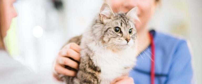 Spaying a Cat: Everything You Need To Know
