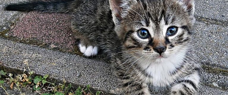 11 Common Mistakes First Time Cat Owners Make