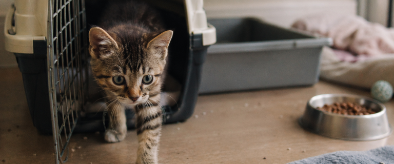 new kitten checklist