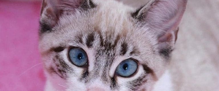 New Kitten Checklist: 12 Must-Have Essentials for Cat Parents