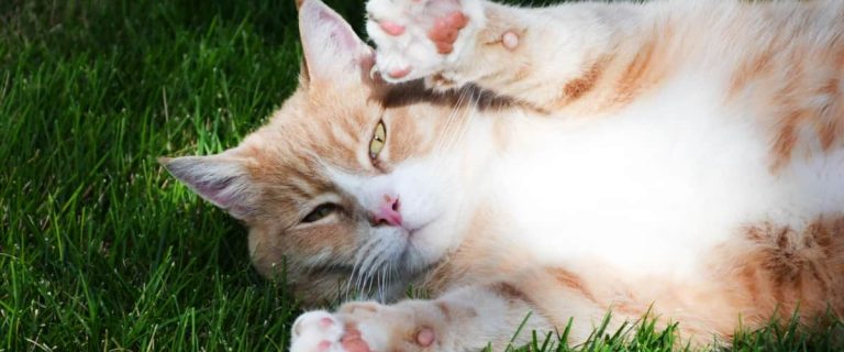 non-tracking cat litter f