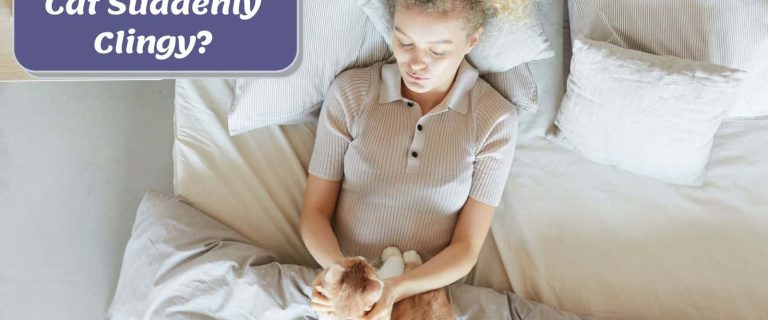 lady on the bed with her older cat is suddenly clingy