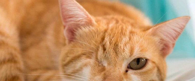 100 Wonderful One-Eyed Cat Names for Your Little Survivor