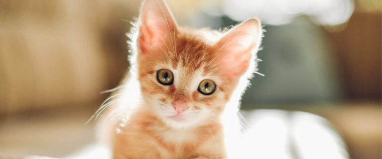 Your cute tabby deserves a very cool moniker, so we've come up with a list of 100 orange and white cat names! Check them out!