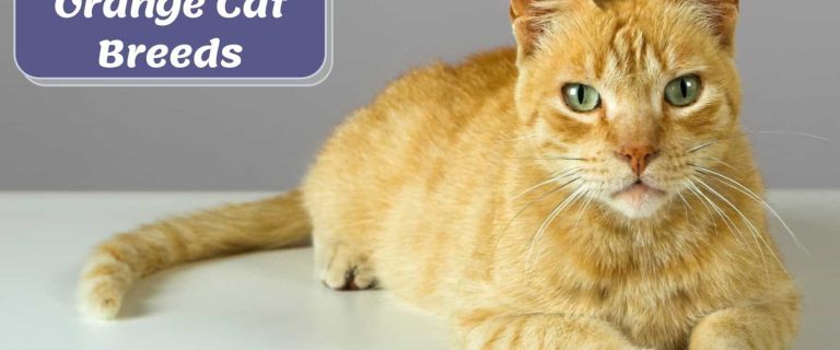 one of the prettiest orange cat breeds looking at the camera