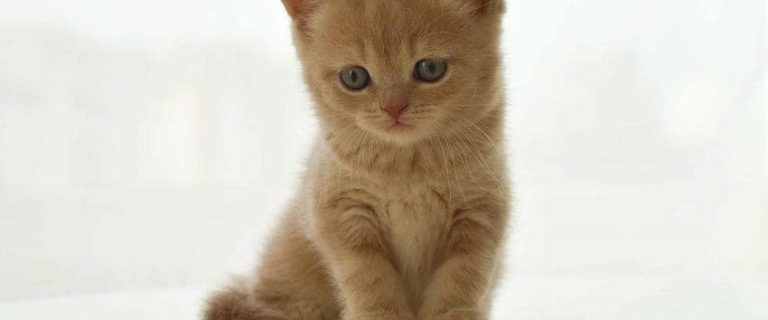 Cat is Hissing at New Kitten: 5 Reasons Why Cats Do It