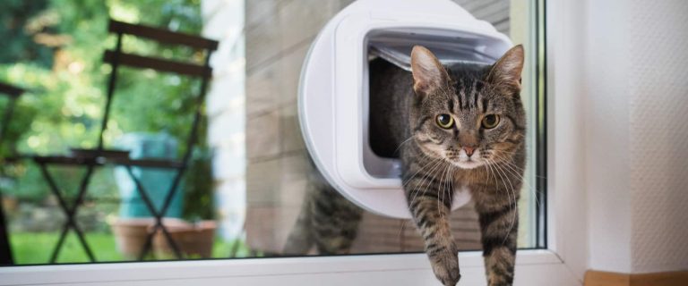 If you've seen those cool outdoor cat containment or enclosure ideas on Pinterest and thought,"hey, I want that!" you'll love these 7 ideas to buy or DIY!