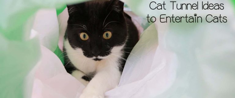 a black and white cat playing with his outdoor cat tunnel ideas
