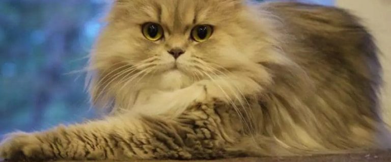 Persian Cat Breed Information And Characteristics