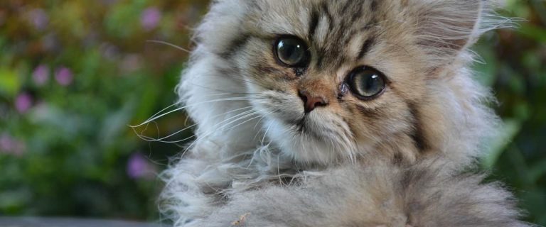 If you're looking for the best Persian cat names for your kitty, you're going to love our list. Check out 100 ideas for males & females!