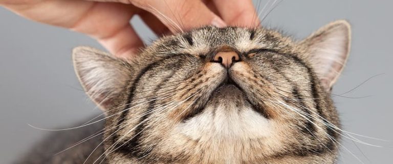 Where To Pet a Cat And How To Do It The Right Way
