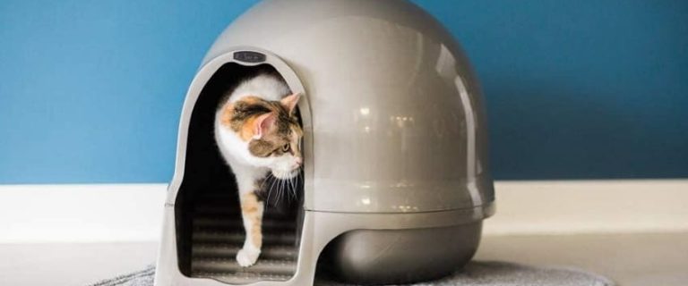 5 Best Low-Entry Litter Boxes for Older Cats