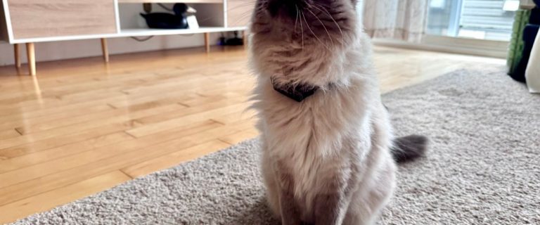 PetPace V3.0 Smart Cat Collar Review