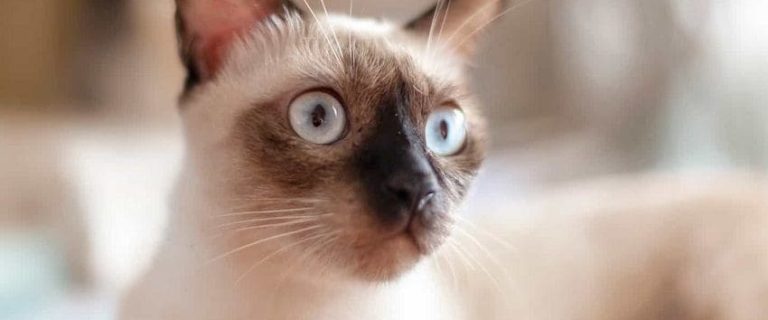 7 Most Playful Cat Breeds That Really Know How to Have Fun