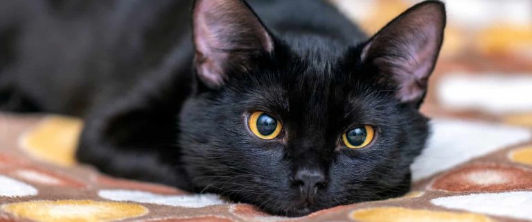 Looking for some cute & clever pop culture cat names for boys & girls? Check out 100 ideas that we think are absolutely purrfect!