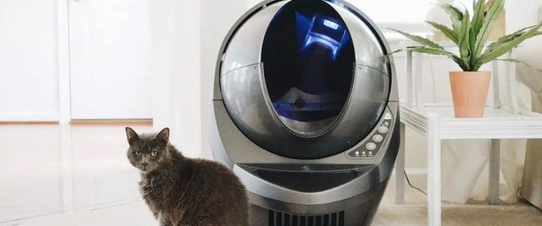 How To Train A Cat To Use A Litter Box: Proven Methods for Quick Results